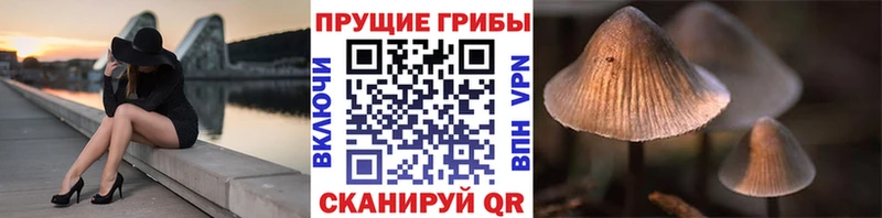 mega зеркало  Ряжск  Псилоцибиновые грибы Psilocybine cubensis 